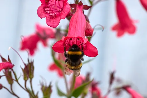 Bee on Penstemon rear This nature macro photograph captures a bee, an insect, actively foraging on a vibrant Penstemon ‘King George V’ flower. Taken in the afternoon during the summer season, the image focuses on the detailed interaction between bees and plants. The bee is seen entering the tubular red flower, highlighting the intricate textures and vibrant colors characteristic of Penstemon ‘King George V’. Flowers and foliage occupy the frame, emphasizing the relationship between insects and flowering plants. The background is softly blurred, drawing attention to the main subject and showcasing the beauty of pollinators in a summer garden.
